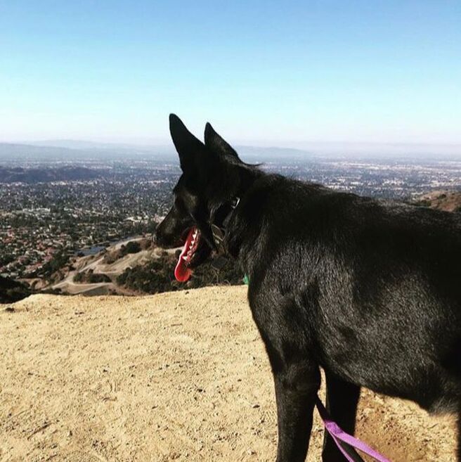 Picture of a dog on a hike overlooking the San Gabriel Valley